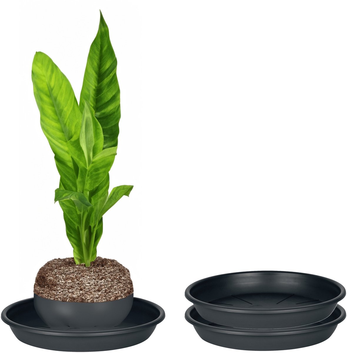 Juypal Plantenschotel - 2x - zwart - kunststof - Dia 30,5 cm - onderschotel/opvangschaal