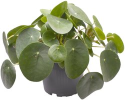 Pilea peperomioides - Hoogte 20cm - Pot 12cm