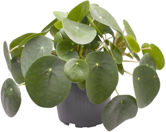 Pilea peperomioides - Hoogte 20cm - Pot 12cm