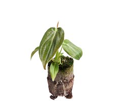 Philodendron Melanochrysum - Hoogte 10cm - Pot 2cm