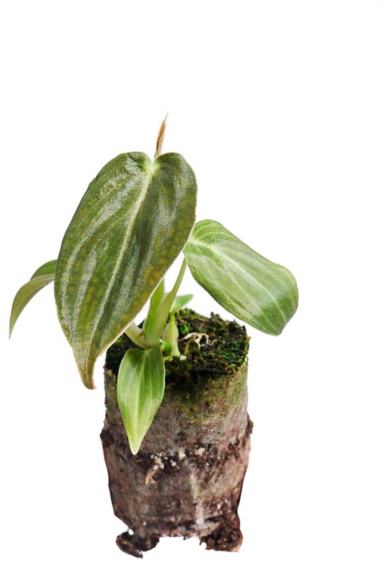 Philodendron Melanochrysum - Hoogte 10cm - Pot 2cm