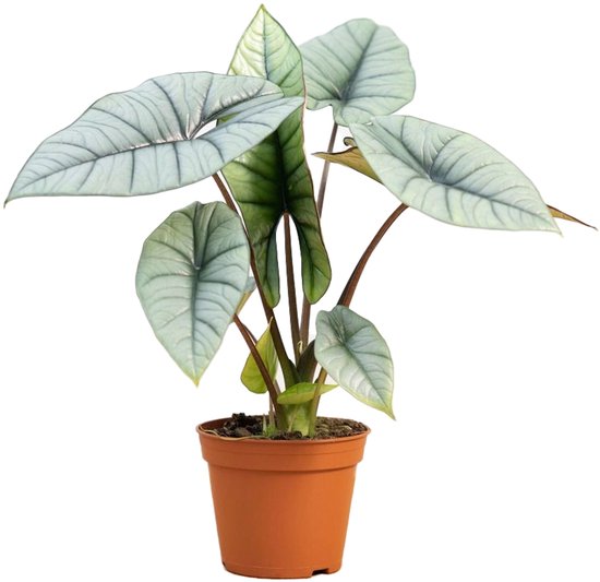 Alocasia Platinum - Hoogte 15cm - Pot 12cm
