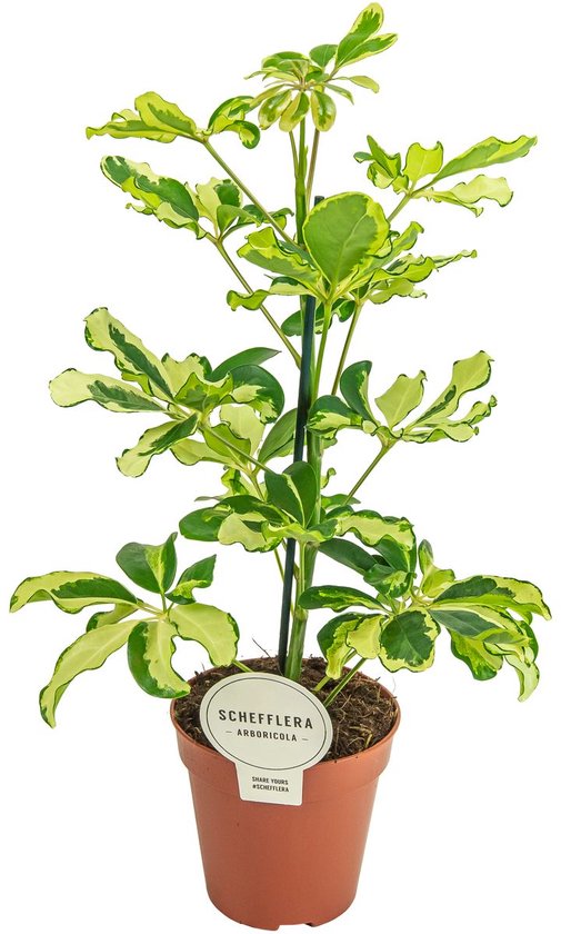 Schefflera arboricola 'Charlotte' - Hoogte 45cm - Pot 13cm