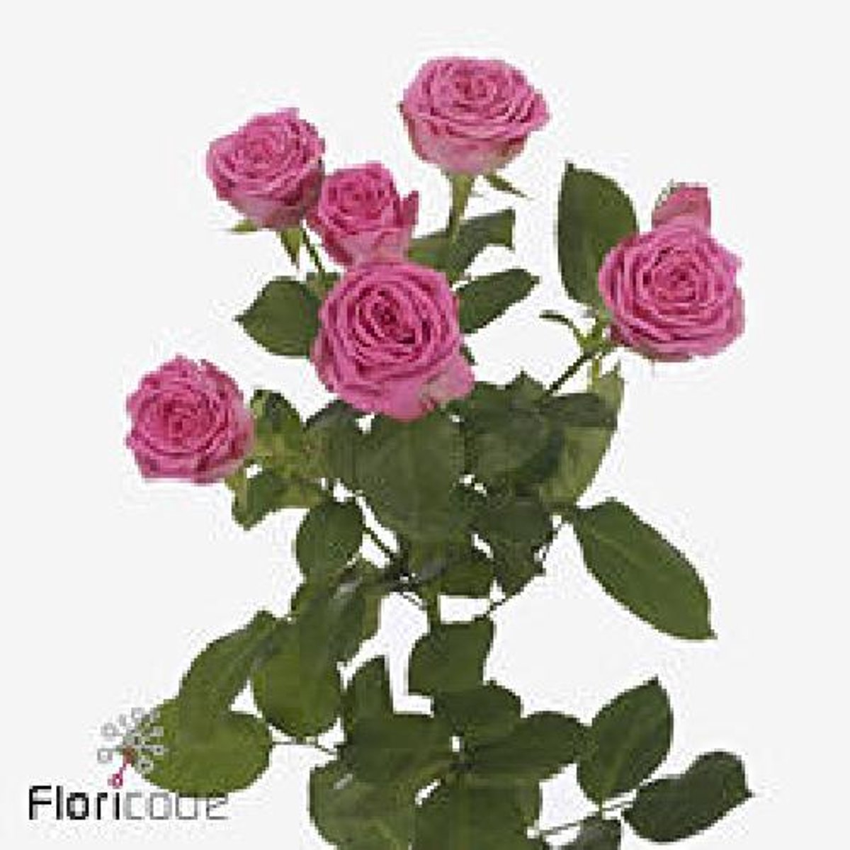 10x Rosa tr. paulette! 50cm