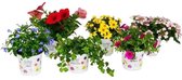 Perkgoed mix - diverse soorten perkplanten - set van 6 stuks - Ø10.5 cm