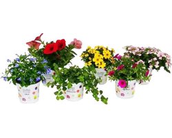 Bloeiende planten mix - diverse soorten perkgoed - set van 6 stuks - Ø10.5 cm - 1 jarige perkplantjes