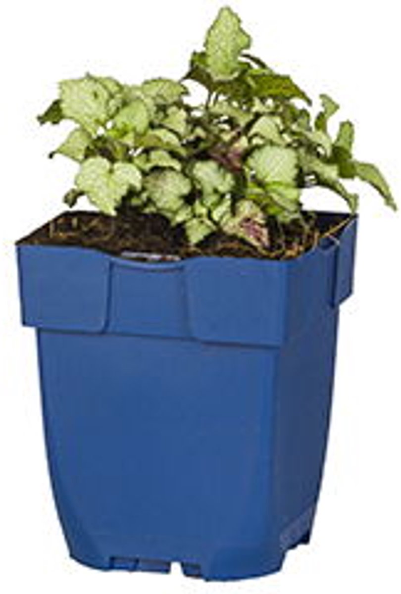 Griffioen - Lamium mac. 'Beacon Silver'