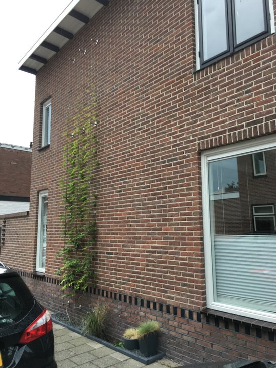 Carl Stahl Green Walls Klimhulp Robuust - Groene muur planten - RVS S