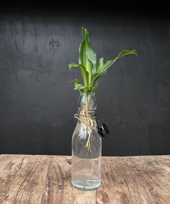 Lofe Ann transparant | Hydroponie | Zwarte dop en Dracaena stek