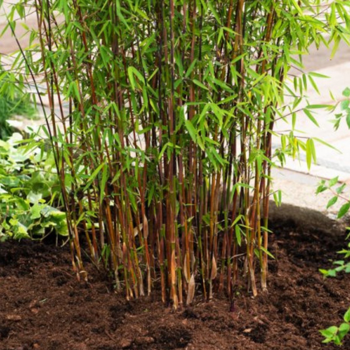 Fargesia 'Red Dragon' 60-80cm - Prachtige bamboeplant voor in de tuin