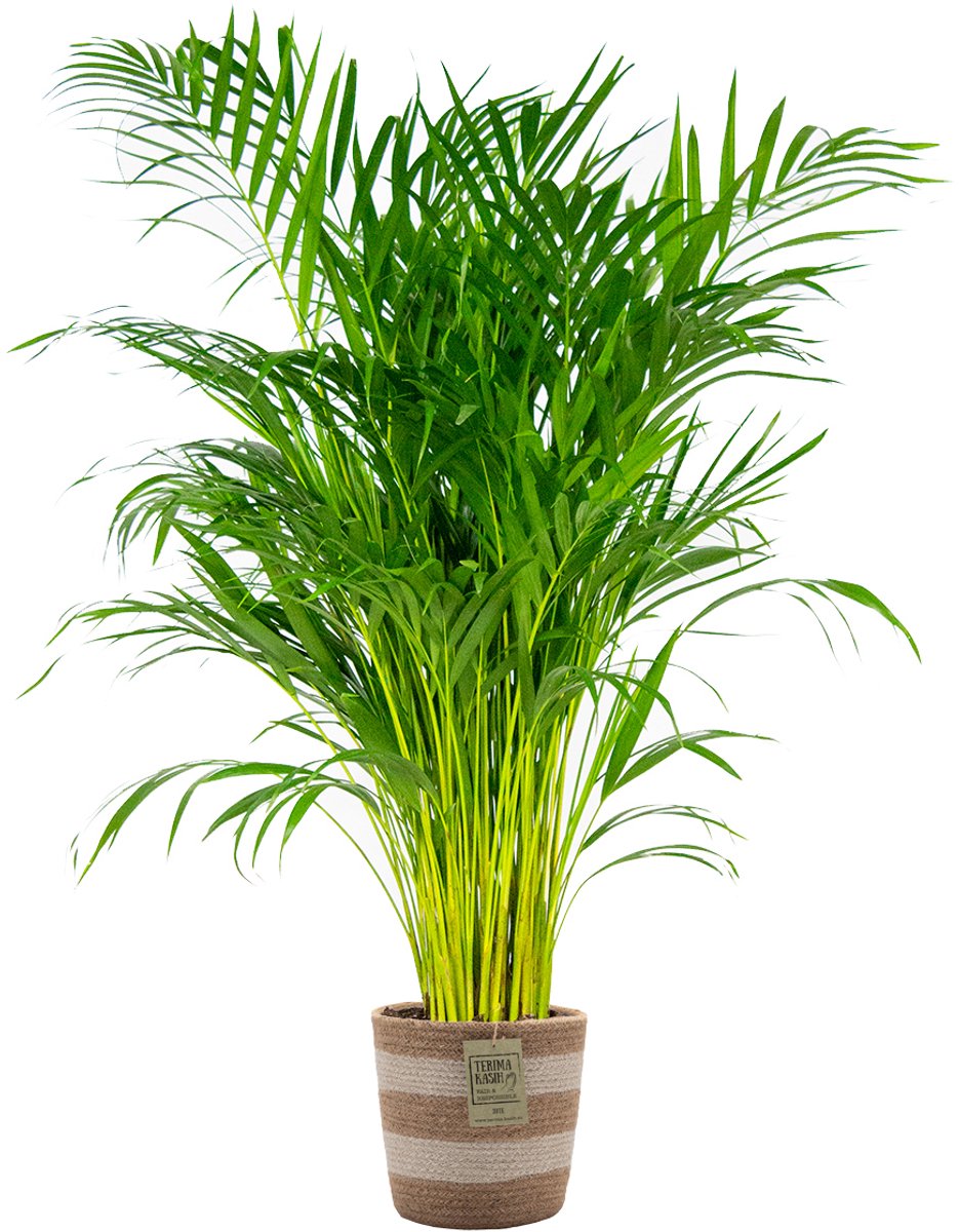Bol.com Bloomique - Dypsis Lutescens - Goudpalm - Areca - Palm - Kamerplanten - Luchtzuiverend - Diervriendelijk - Hoogte 100-11... aanbieding