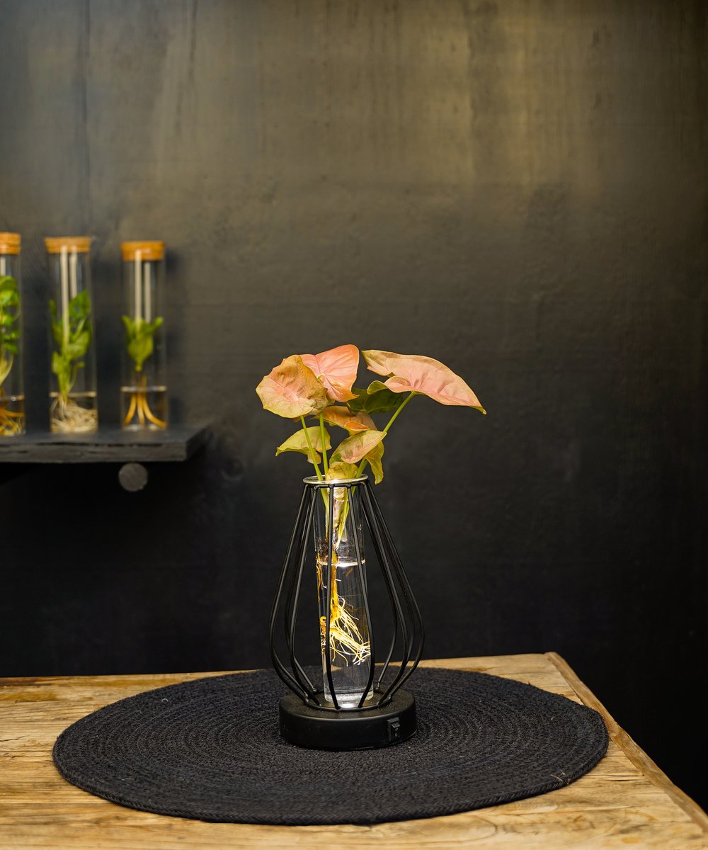 Turijn | lichtplantje | Hydroponie |Round |Syngonium Neon