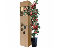 Minitree Appelboom Felicitatieboom