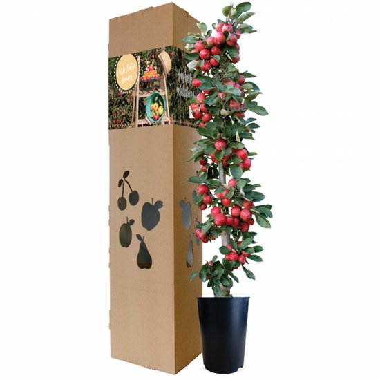 Minitree Appelboom – Fruitboompje