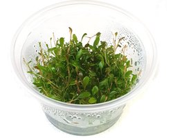 Moerings Glossostigma | Australisch dwergkruid | in 100CC vitro cup Waterplant