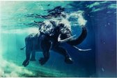 Kare Wandfoto Glass Swimming Elephant 100x80