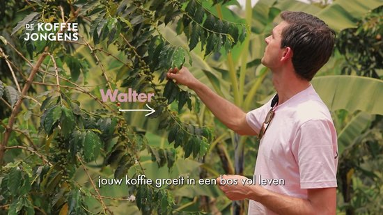 De Koffiejongens - Medium Roast - 100% biologische koffiebonen - 1 kilo