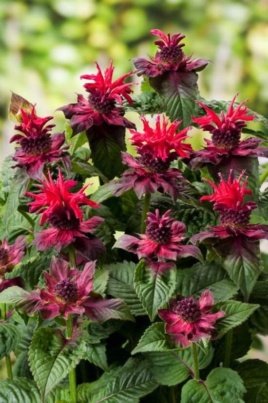 10 Planten voor meer vlinders in je tuin volgend jaar