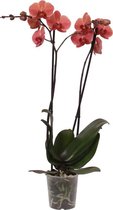 Narbonne orchidee(Phalaenopsis) - 70cm