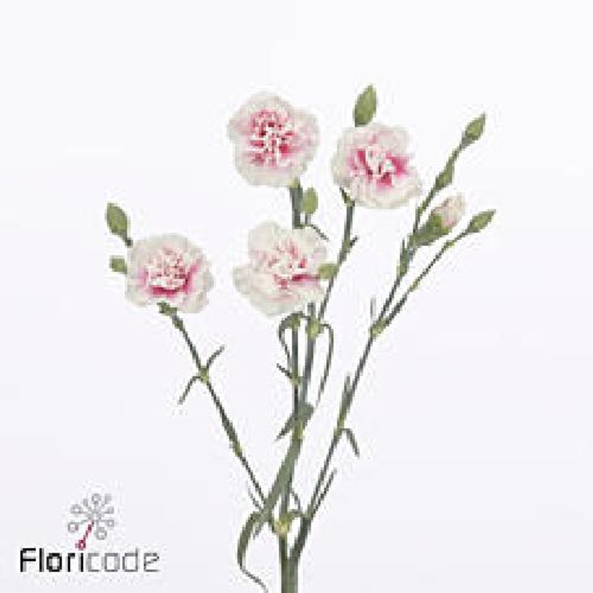 10x Dian.tr.fancy frill 60cm