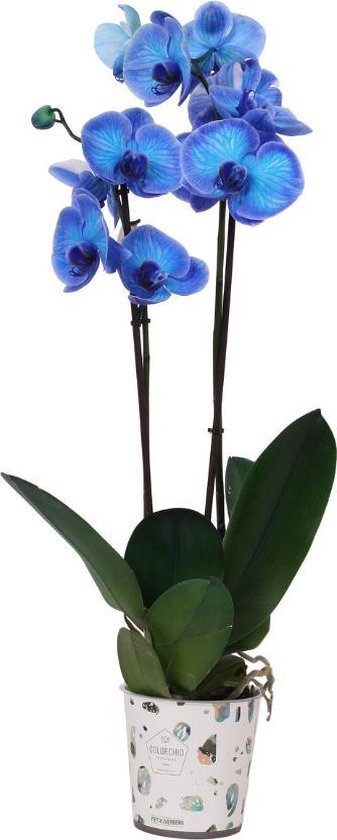 Oven Zeug Beschrijvend Blauwe Orchidee 70cm | bol.com