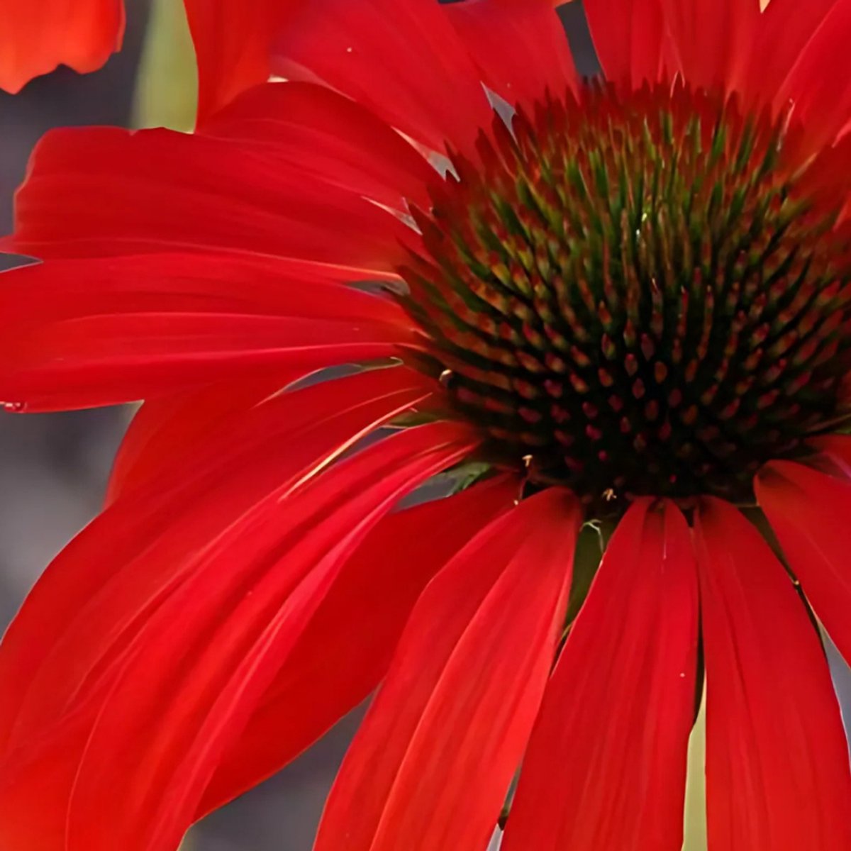 6x Echinacea purpurea 'Hot Lava' Pot 9x9cm - Prachtige bloem voor in de tuin