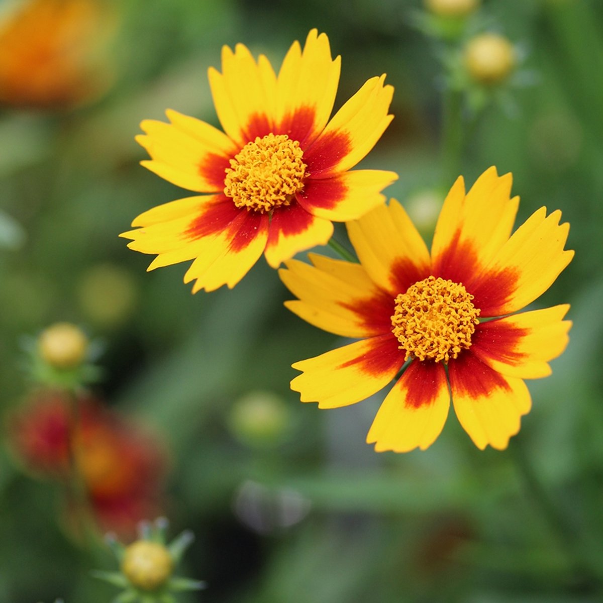 6x Coreopsis Little Bang 'Daybreak' Pot 9x9cm - Prachtige bloeiende plant voor in de tuin
