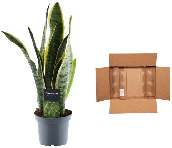 Sansevieria Laurentii - 45 cm - ø12