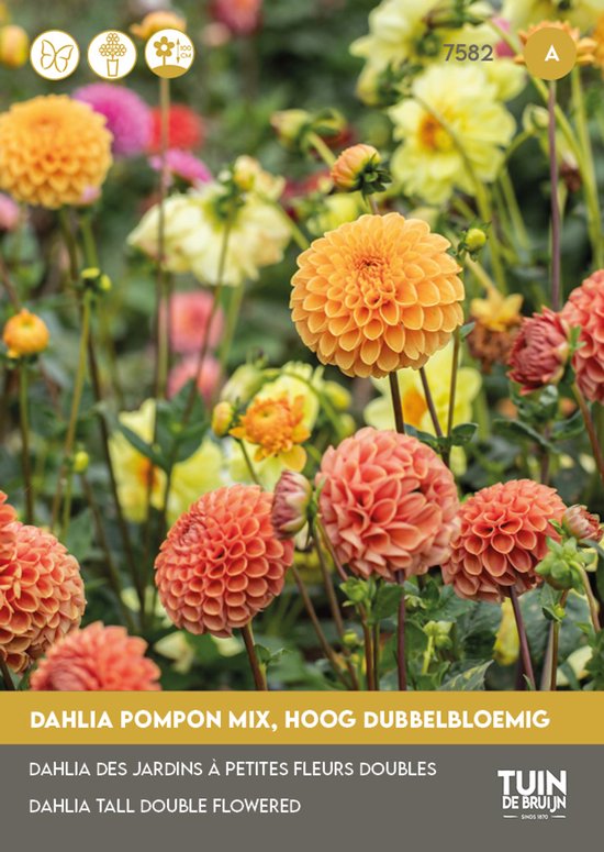 Tuin de Bruijn® zaden Dahlia Pompon Mix - prachtige dubbele bloemen - trekt vlinders aan