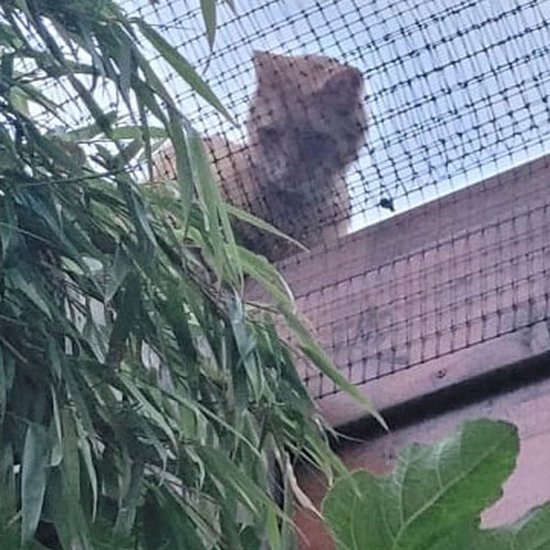 Catworkz - 8 meter Budget Compleet katten wering pakket - Stalen beugels