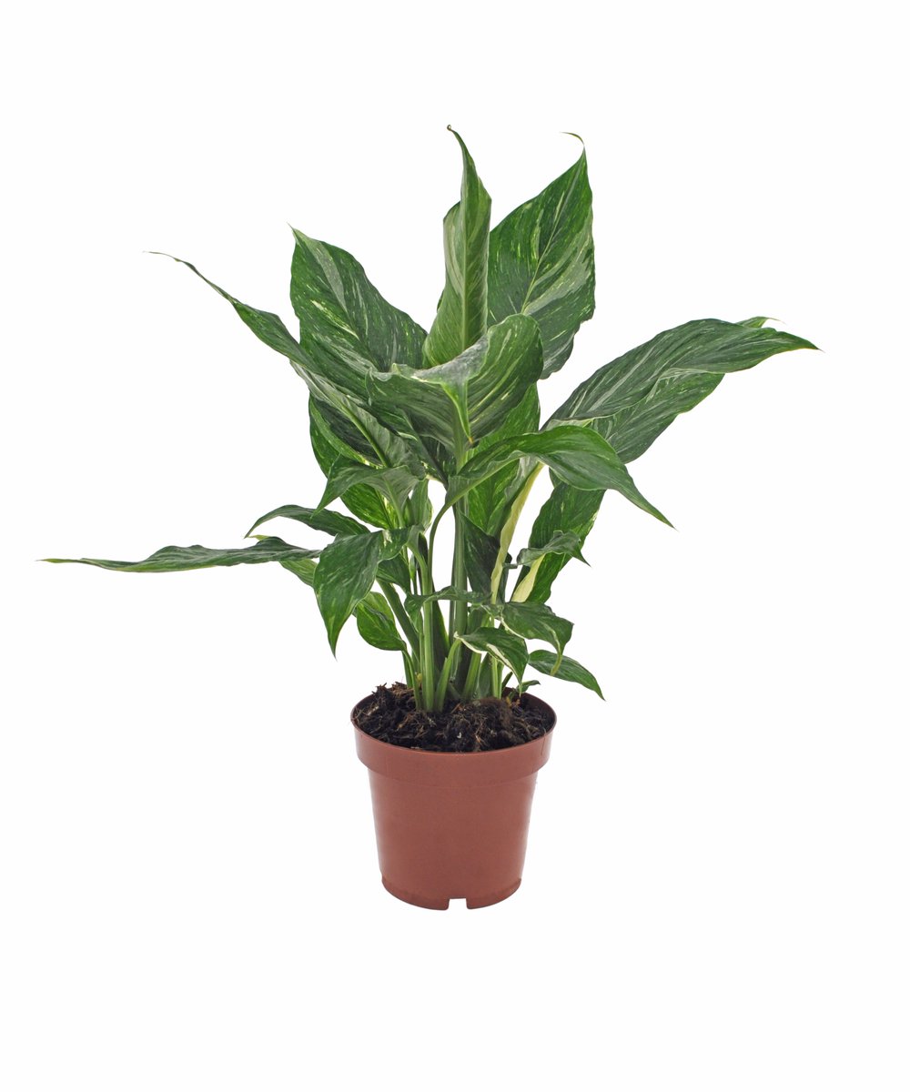 Spathiphyllum Diamond | Lepelplant 40cm