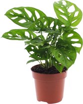 Monstera | Gatenplant | 30cm