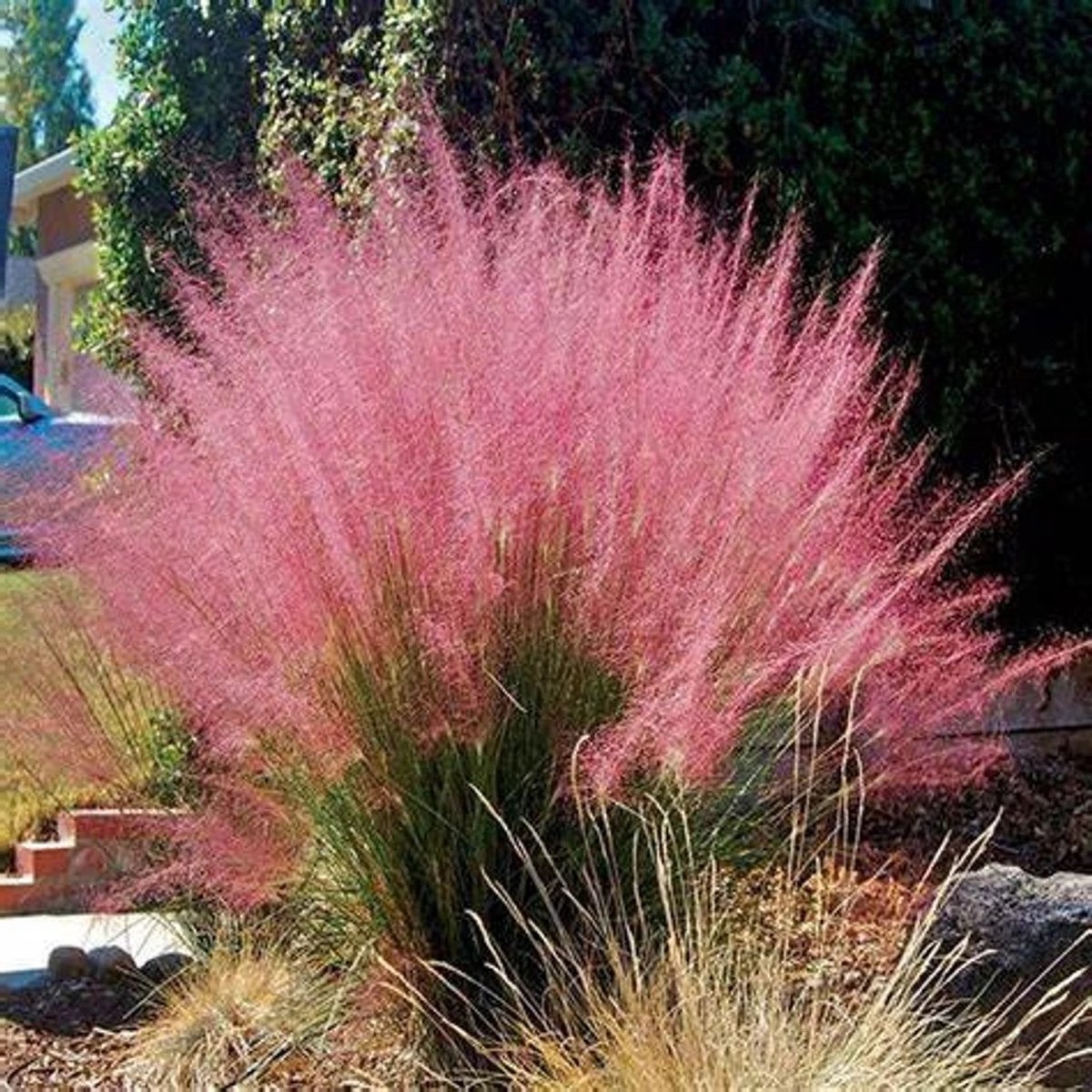 6x Muhlenbergia capillaris Pot 9x9cm - Prachtig siergras voor in de tuin