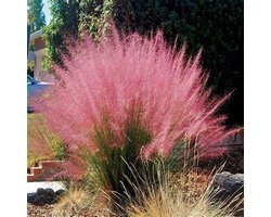 6x Muhlenbergia capillaris Pot 9x9cm - Prachtig siergras voor in de tuin
