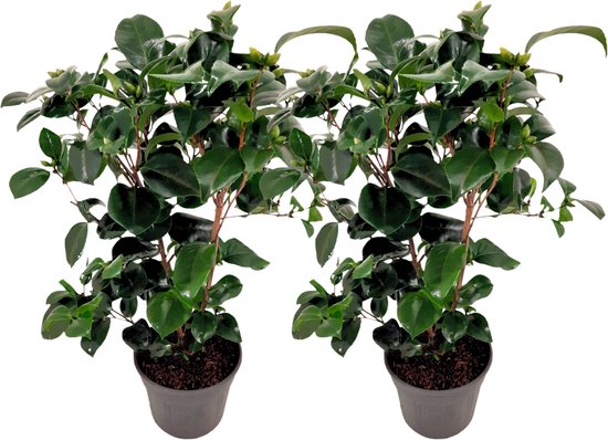 Plant in a Box - Camellia japonica Lady Campbell - Rose du Japon - Lot de 2 - Camélia plant - Pot 15cm - Hauteur 50-60cm
