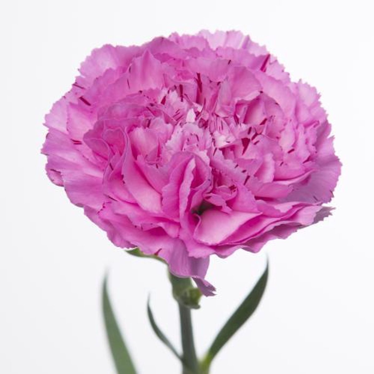 20x Dian.yukari scuro 60cm