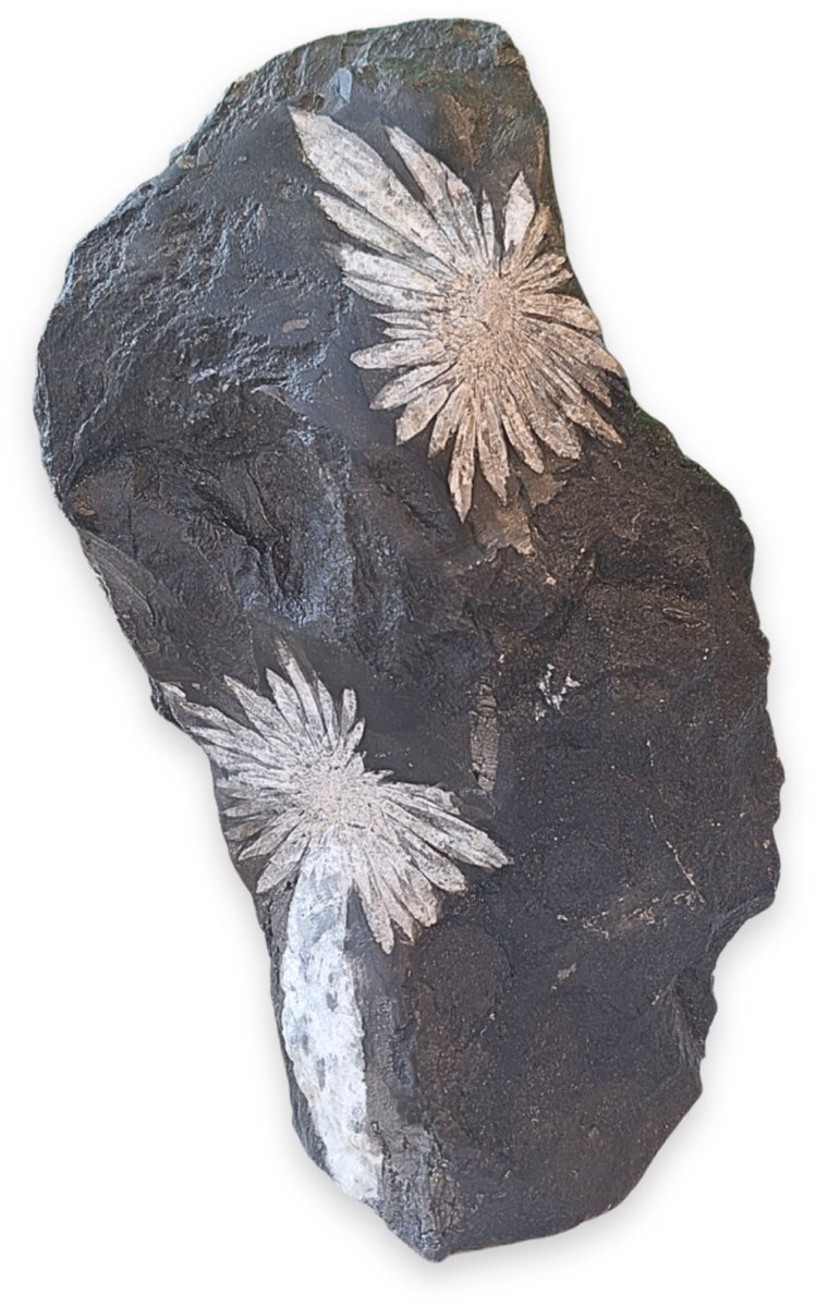 Ruben Robijn Chrysantensteen sculptuur nr.07 Wit / zwart