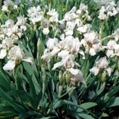 6 x Iris 'Bright White' - Dwergbaardiris Pot 9x9 cm - Zuiver Witte Bloemen
