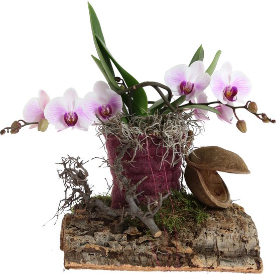 Boomschors in bakje - Warentuin Natuurlijk - | HomeDeco.nl