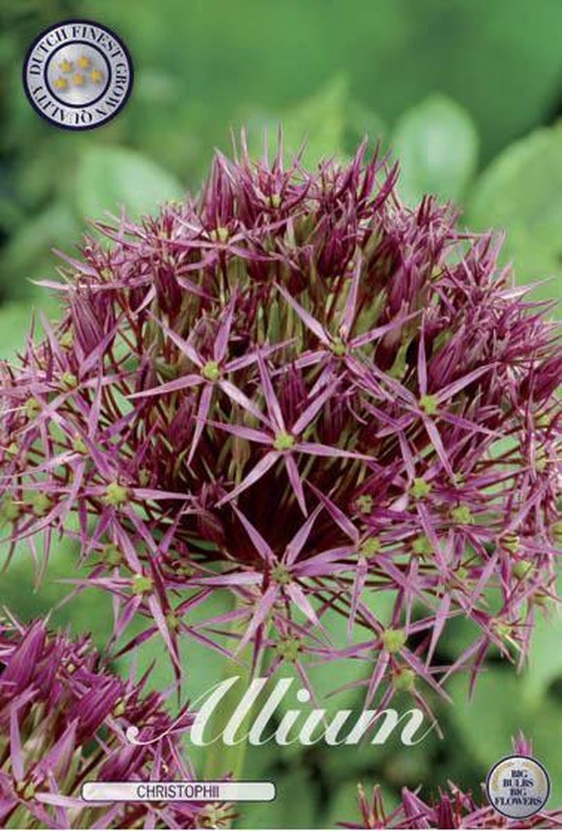 Christophii (syn. Albopilosum) Allium Bloembollen 5stuks bolmaat 12/14