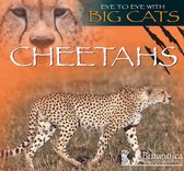 Eye to Eye with Big Cats - Cheetahs