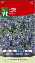 Lobelia Cascade Blauw, langdurig bloeiende borderplant