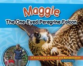 Wildlife Rescue Stories - Maggie the One-Eyed Peregrine Falcon
