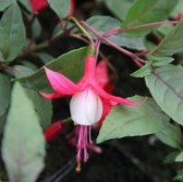 6 x Fuchsia 'Madame Cornelissen' - Bellenplant - Pot 9x9cm - Opvallende bloemen in roze tinten