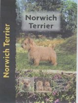 Norwich Terrier