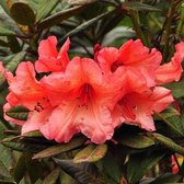 Rhododendron 'Tortoiseshell Orange' - 40-50 cm in pot: Warmoranje bloemen, zeer opvallend.