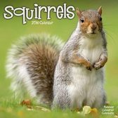 Squirrels Calendar 2016
