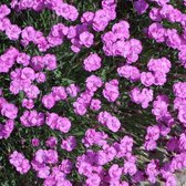 6 x Dianthus Gratianopolitanus 'Pink Jewel' - Grasanjer pot 9x9cm - Roze bloemen