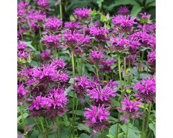 6 x Monarda 'Scorpion' - Bergamotplant pot 9x9cm