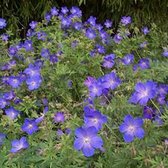 6 x Geranium 'Johnson's Blue' - Ooievaarsbek Pot 9x9 cm - Blauwe Vaste Plant